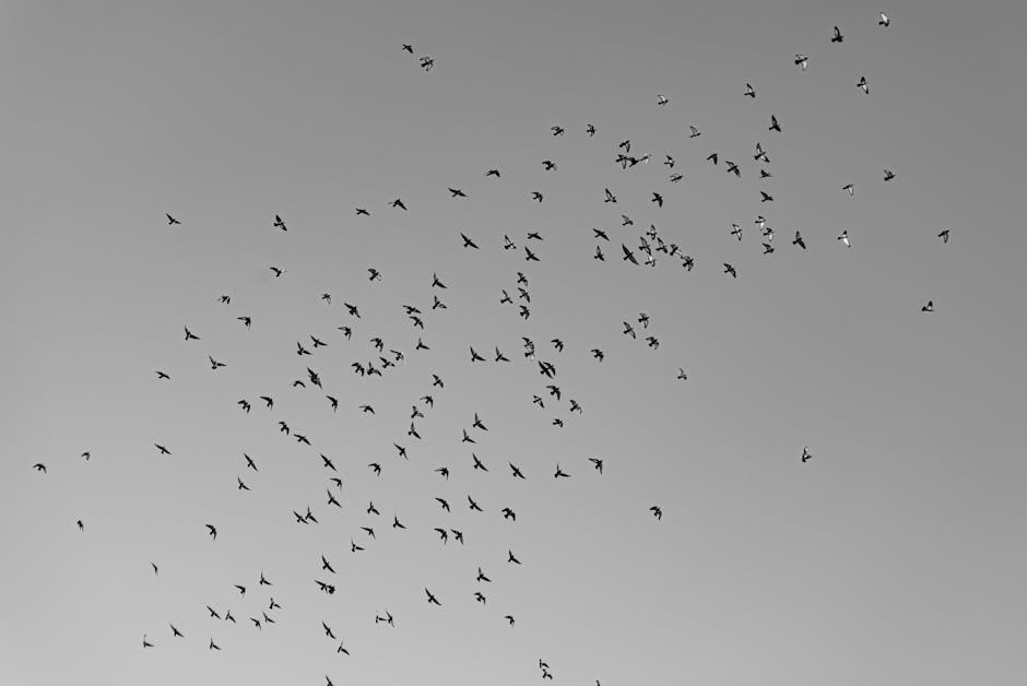 Birds flying high