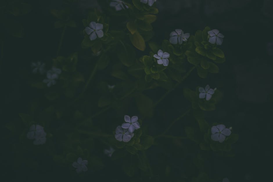 Blooming Wellness